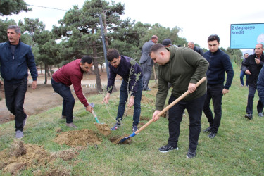 Səbaildə "Yaşıl dünya naminə həmrəylik ili" çərçivəsində növbəti ağacəkmə aksiyası