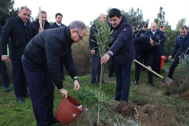 Səbail rayonunda "Konstitusiya və Suverenlik ili" çərçivəsində ağacəkmə aksiyası keçirilib