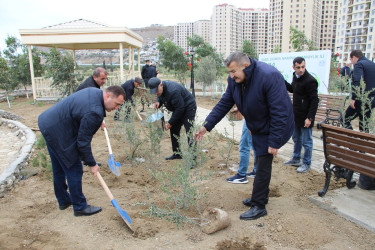 Səbail rayonunda "Yaşıl dünya naminə həmrəylik ili" çərçivəsində növbəti ağacəkmə aksiyası keçirilib