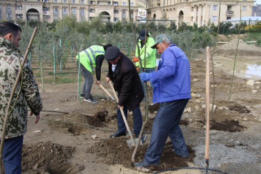 Səbail rayonunda ağacəkmə aksiyası