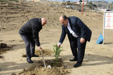 "Yaşıl dünya naminə həmrəylik ili" çərçivəsində Səbail rayonunda ağacəkmə aksiyası davam edir