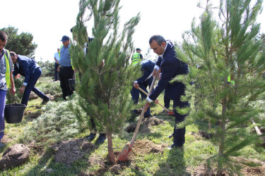 Səbail rayonunda 27 sentyabr - Anım Günü ilə əlaqədar ağacəkmə aksiyası keçirilib