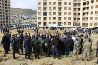 Səbail rayonunda "Yaşıl dünya naminə həmrəylik ili" çərçivəsində növbəti ağacəkmə aksiyası