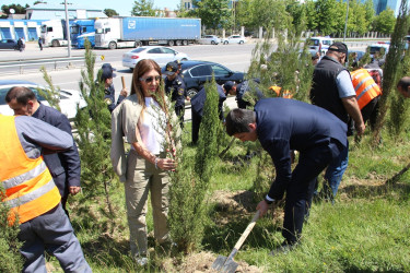 Səbail rayonunda "Konstitusiya və Suverenlik ili" çərçivəsində ağacəkmə aksiyası keçirilib