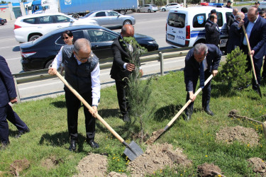 Səbail rayonunda "Konstitusiya və Suverenlik ili" çərçivəsində ağacəkmə aksiyası keçirilib