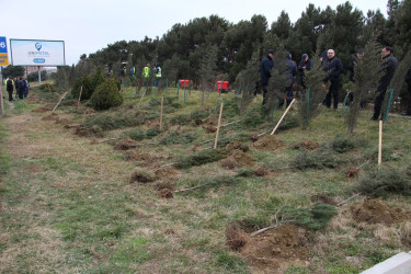 Səbail rayonunda Xocalı soyqırımı qurbanlarının xatirəsinə həsr olunmuş ağacəkmə aksiyası keçirilib