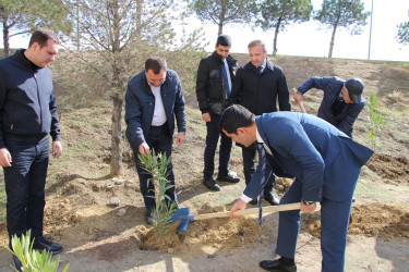 Səbail rayonunda "Yaşıl dünya naminə həmrəylik ili" çərçivəsində ağacəkmə aksiyası davam edir