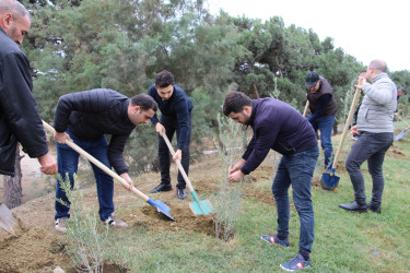 Səbaildə "Yaşıl dünya naminə həmrəylik ili" çərçivəsində növbəti ağacəkmə aksiyası