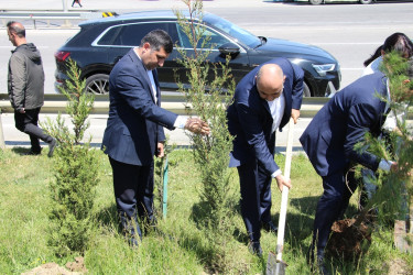 Səbail rayonunda "Konstitusiya və Suverenlik ili" çərçivəsində ağacəkmə aksiyası keçirilib