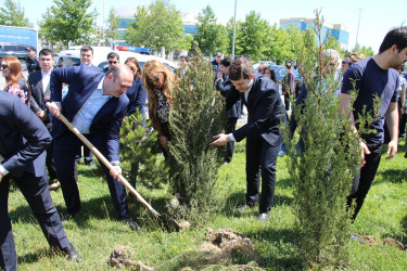Səbail rayonunda "Konstitusiya və Suverenlik ili" çərçivəsində ağacəkmə aksiyası keçirilib