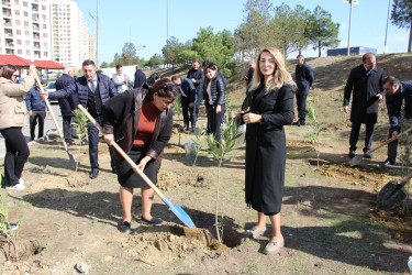 Səbail rayonunda "Yaşıl dünya naminə həmrəylik ili" çərçivəsində ağacəkmə aksiyası davam edir