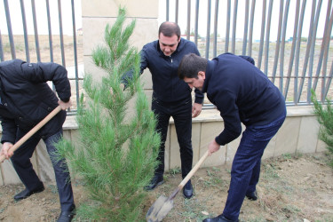 "Yaşıl dünya naminə həmrəylik ili" çərçivəsində Səbail rayonunda ağacəkmə aksiyası davam edir