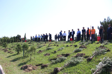 Səbail rayonunda 27 sentyabr - Anım Günü ilə əlaqədar ağacəkmə aksiyası keçirilib