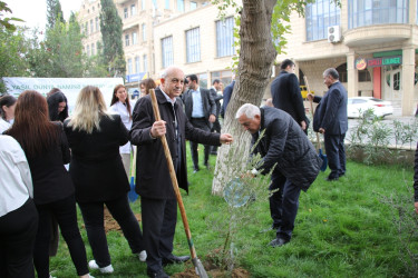 Səbail rayonunda "Yaşıl dünya naminə həmrəylik ili" çərçivəsində ağacəkmə aksiyası keçirilib