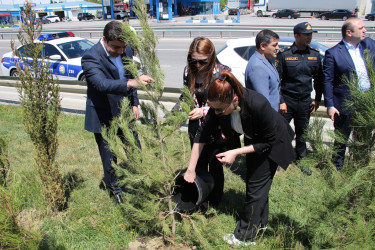 Səbail rayonunda "Konstitusiya və Suverenlik ili" çərçivəsində ağacəkmə aksiyası keçirilib