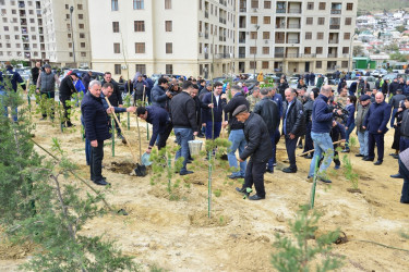 Səbail rayonunda "Yaşıl dünya naminə həmrəylik ili" çərçivəsində növbəti ağacəkmə aksiyası