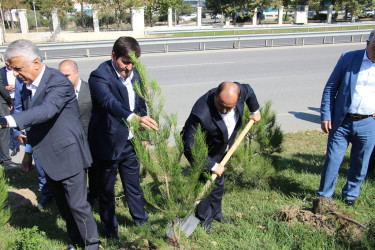 Səbail rayonunda 27 sentyabr - Anım Günü ilə əlaqədar ağacəkmə aksiyası keçirilib