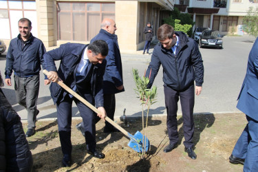 Səbail rayonunda "Yaşıl dünya naminə həmrəylik ili" çərçivəsində ağacəkmə aksiyası davam edir