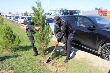 Səbail rayonunda 27 sentyabr - Anım Günü ilə əlaqədar ağacəkmə aksiyası keçirilib