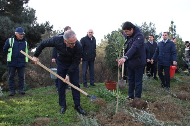 Səbail rayonunda "Konstitusiya və Suverenlik ili" çərçivəsində ağacəkmə aksiyası keçirilib