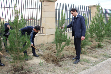 "Yaşıl dünya naminə həmrəylik ili" çərçivəsində Səbail rayonunda ağacəkmə aksiyası davam edir