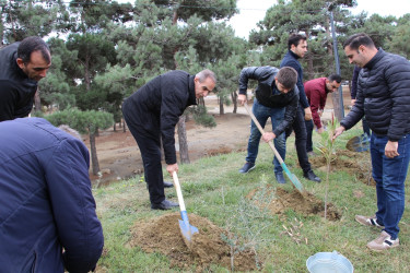 Səbaildə "Yaşıl dünya naminə həmrəylik ili" çərçivəsində növbəti ağacəkmə aksiyası