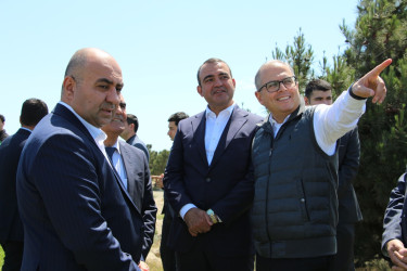Səbail rayonunda "Konstitusiya və Suverenlik ili" çərçivəsində ağacəkmə aksiyası keçirilib