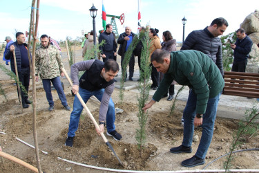 Səbail rayonunda ağacəkmə aksiyası