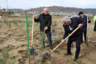 Səbaildə "Yaşıl dünya naminə həmrəylik ili" çərçivəsində ağacəkmə aksiyası davam edir