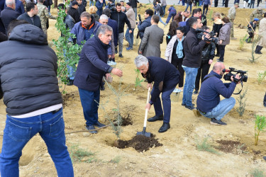 Səbail rayonunda "Yaşıl dünya naminə həmrəylik ili" çərçivəsində növbəti ağacəkmə aksiyası