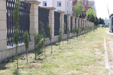 Səbaildə “Şəhərsalma və Memarlıq İli” çərçivəsində “Bir Uşaq bərabərdir Bir Ağac” layihəsi üzrə ağacəkmə aksiyası keçirilmişdir