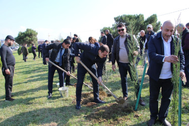 "Yaşıl dünya naminə həmrəylik ili" çərçivəsində Səbaildə növbəti ağacəkmə aksiyası