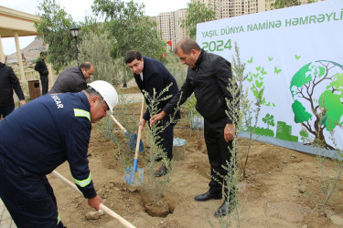 Səbail rayonunda "Yaşıl dünya naminə həmrəylik ili" çərçivəsində növbəti ağacəkmə aksiyası keçirilib