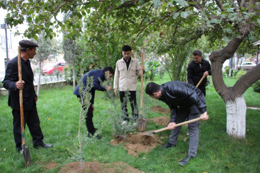 Səbail rayonunda "Yaşıl dünya naminə həmrəylik ili" çərçivəsində ağacəkmə aksiyası keçirilib