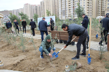 Səbail rayonunda "Yaşıl dünya naminə həmrəylik ili" çərçivəsində növbəti ağacəkmə aksiyası keçirilib