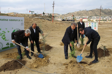 "Yaşıl dünya naminə həmrəylik ili" çərçivəsində Səbail rayonunda ağacəkmə aksiyası davam edir