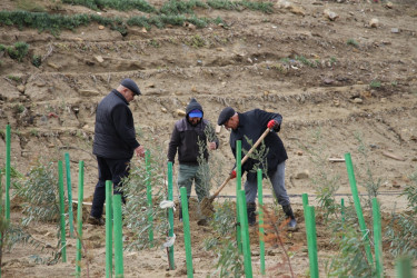 Səbaildə "Yaşıl dünya naminə həmrəylik ili" çərçivəsində ağacəkmə aksiyası davam edir