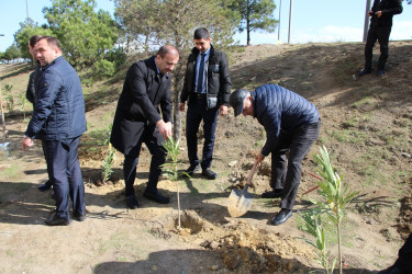 Səbail rayonunda "Yaşıl dünya naminə həmrəylik ili" çərçivəsində ağacəkmə aksiyası davam edir