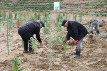 Səbaildə "Yaşıl dünya naminə həmrəylik ili" çərçivəsində ağacəkmə aksiyası davam edir