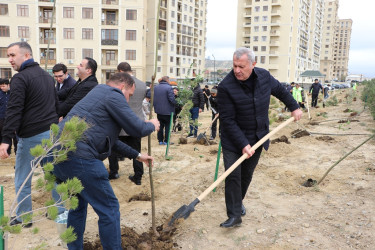 Səbail rayonunda "Yaşıl dünya naminə həmrəylik ili" çərçivəsində növbəti ağacəkmə aksiyası