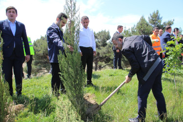 Səbail rayonunda "Konstitusiya və Suverenlik ili" çərçivəsində ağacəkmə aksiyası keçirilib