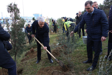 Səbail rayonunda "Konstitusiya və Suverenlik ili" çərçivəsində ağacəkmə aksiyası keçirilib