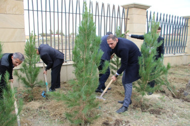 "Yaşıl dünya naminə həmrəylik ili" çərçivəsində Səbail rayonunda ağacəkmə aksiyası davam edir