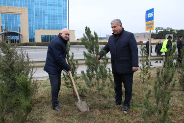 Səbail rayonunda Xocalı soyqırımı qurbanlarının xatirəsinə həsr olunmuş ağacəkmə aksiyası keçirilib