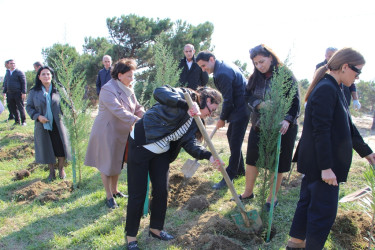 "Yaşıl dünya naminə həmrəylik ili" çərçivəsində Səbaildə növbəti ağacəkmə aksiyası