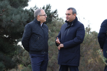 Səbail rayonunda "Konstitusiya və Suverenlik ili" çərçivəsində ağacəkmə aksiyası keçirilib