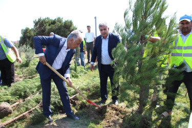 Səbail rayonunda 27 sentyabr - Anım Günü ilə əlaqədar ağacəkmə aksiyası keçirilib