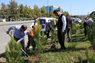 Səbail rayonunda 27 sentyabr - Anım Günü ilə əlaqədar ağacəkmə aksiyası keçirilib