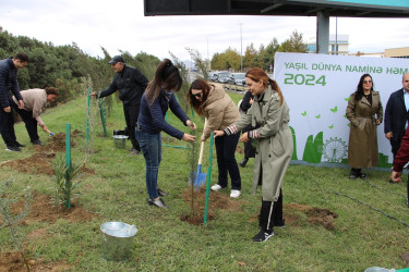 Səbaildə "Yaşıl dünya naminə həmrəylik ili" çərçivəsində növbəti ağacəkmə aksiyası