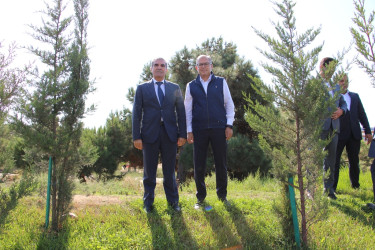 Səbail rayonunda 27 sentyabr - Anım Günü ilə əlaqədar ağacəkmə aksiyası keçirilib